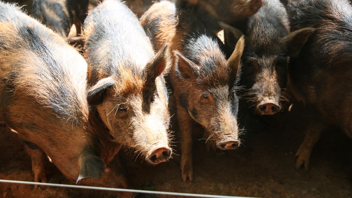 Hormel closes plants in Kansas, Illinois; COVID19 hits Minnesota JBS