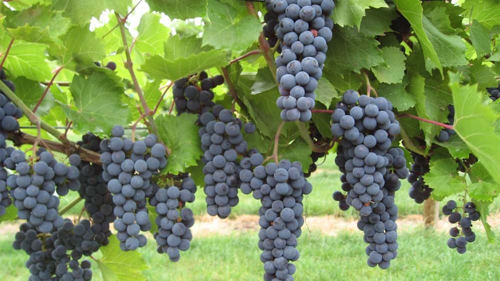 Winemakers tasting success in Wisconsin Milwaukee Business Journal