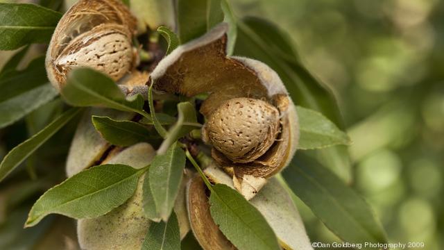 Growing Almonds How To Grow Almonds Allotment Gardens