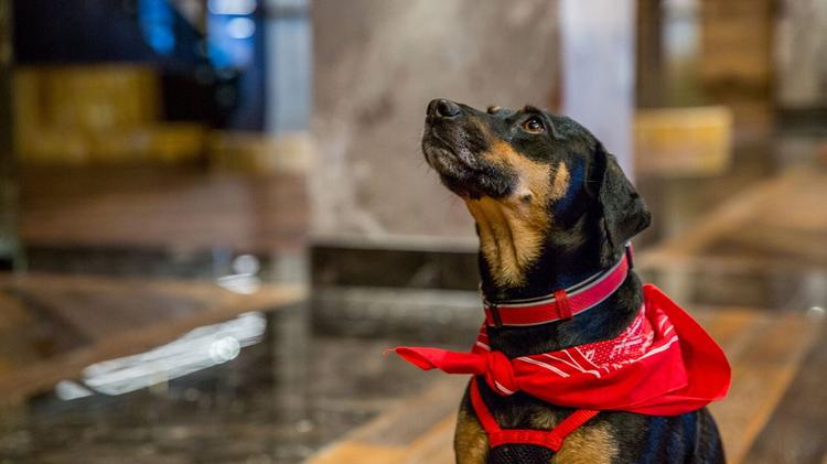Downtown Nashville S Bobby Hotel S Secret Weapon In The Amenities