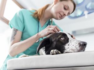 Dog is being examined in veterinary clinic