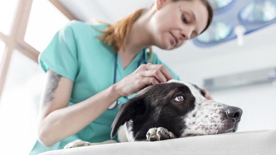 Dog is being examined in veterinary clinic