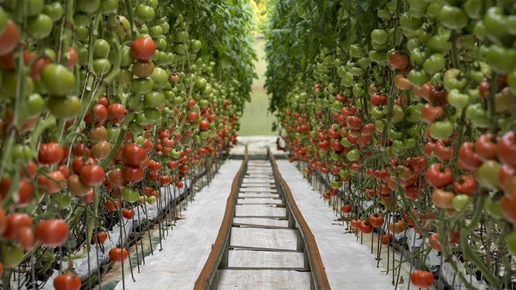 Kawamata Farms Seeks Er For 17 Acre Island Tomato Kawamata Farms Seeks Er For 17 Acre Island Tomato
