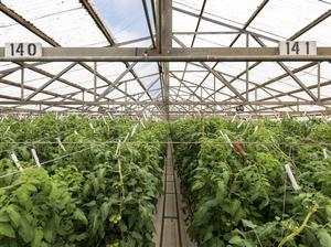 Kawamata Farms Tomatoes Plants Greenhouse COurtesy