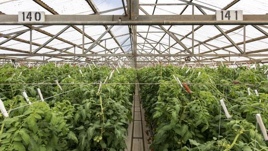 Kawamata Farms Tomatoes Plants Greenhouse COurtesy