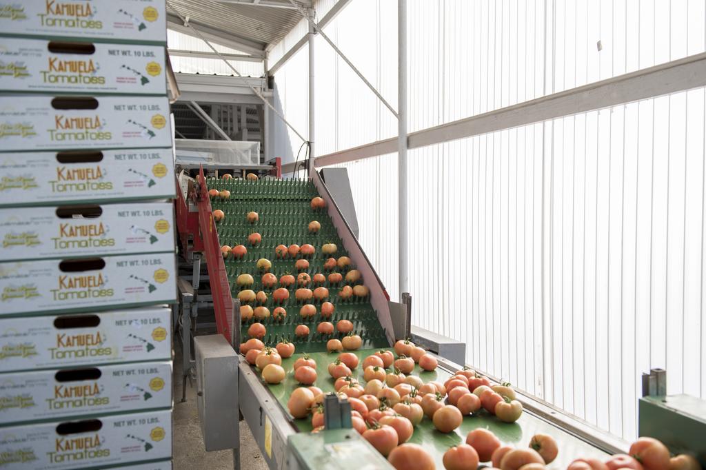 https://media.bizj.us/view/img/11003795/kawamata-farms-tomatoes-processing-courtesy.jpg