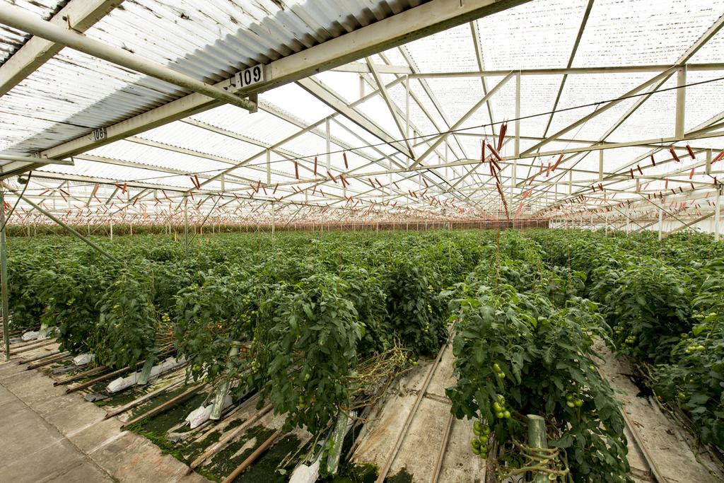 https://media.bizj.us/view/img/11003797/kawamata-farms-tomatoes-greenhouse-3-courtesy.jpg