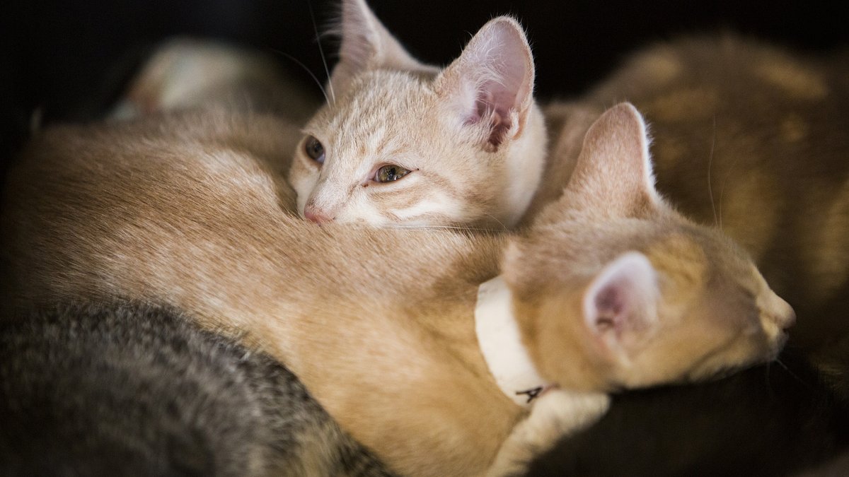 Animal Protection Association marking 25 years with new shelter Louisville Business First