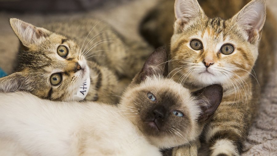 Challenges Faced by the Blackburn National Geographic Crazy Cat Lady 