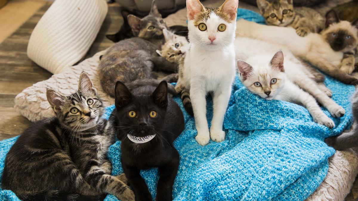 Look inside Purrfect Day Cafe. Hint There are 18 kittens (PHOTOS