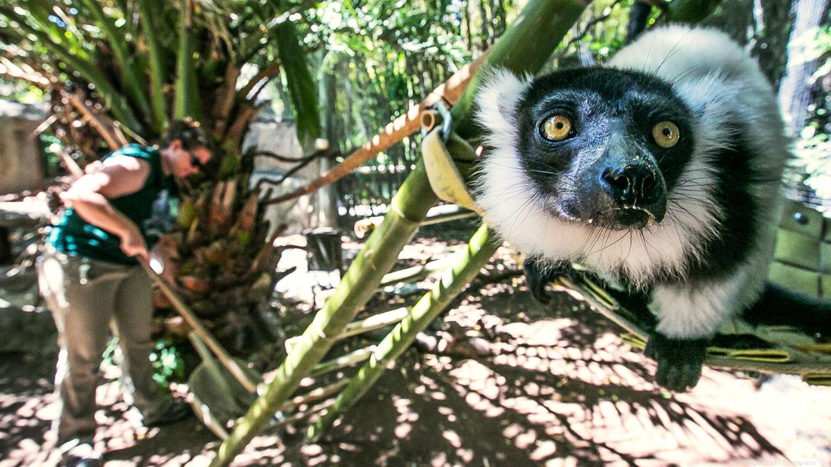 San Jose's Happy Hollow Zoo looks to a future with new attractions and