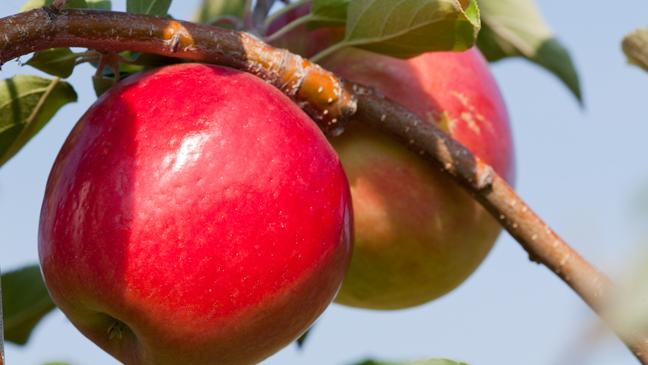 Honeycrisp or Cortland Apples - Pahl's Market - Apple Valley, MN