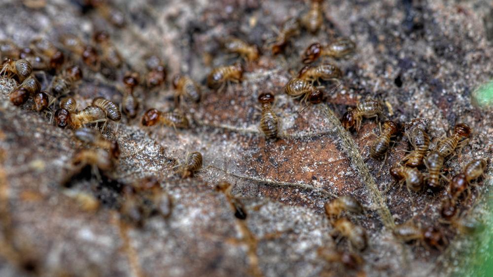 What Do Termites Look Like in Ohio 