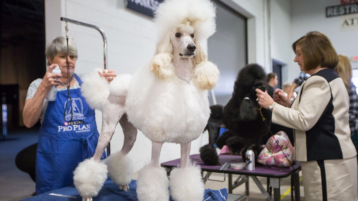 National Dog Show extends run in Montco until at least 2022