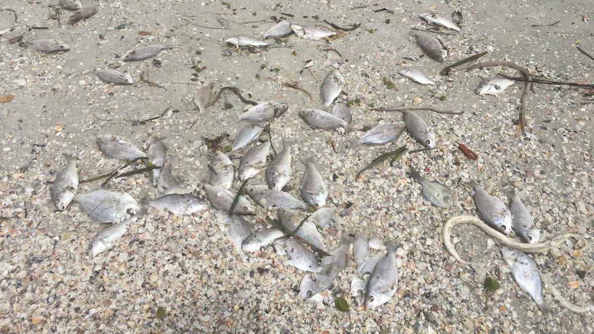 Hurricane Michael may impact red tide for Tampa Bay area - Tampa Bay ...