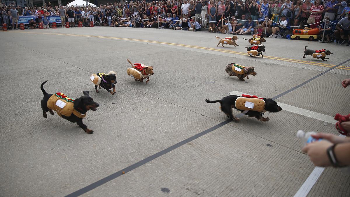 Oktoberfest Zinzinnati wiener dog races move to new day Cincinnati