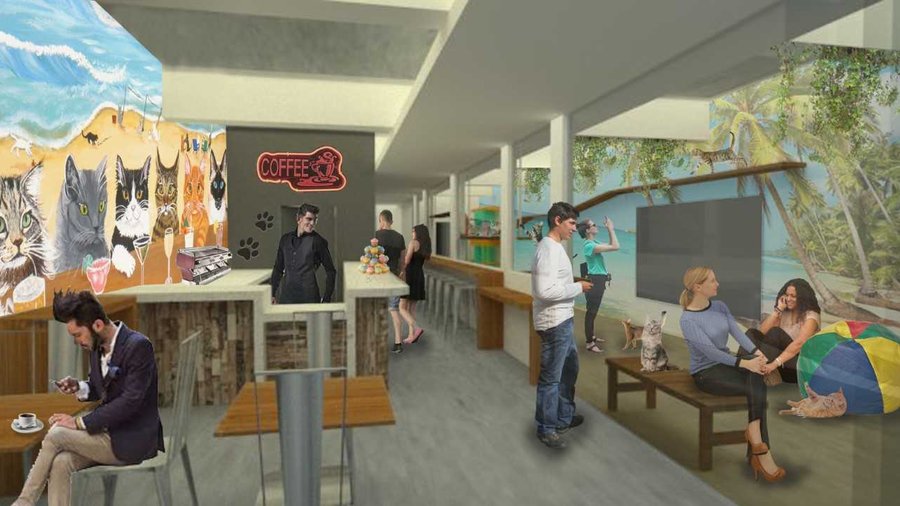 Miami Beach coffee bar and cat rescue The Cat Café to open in October
