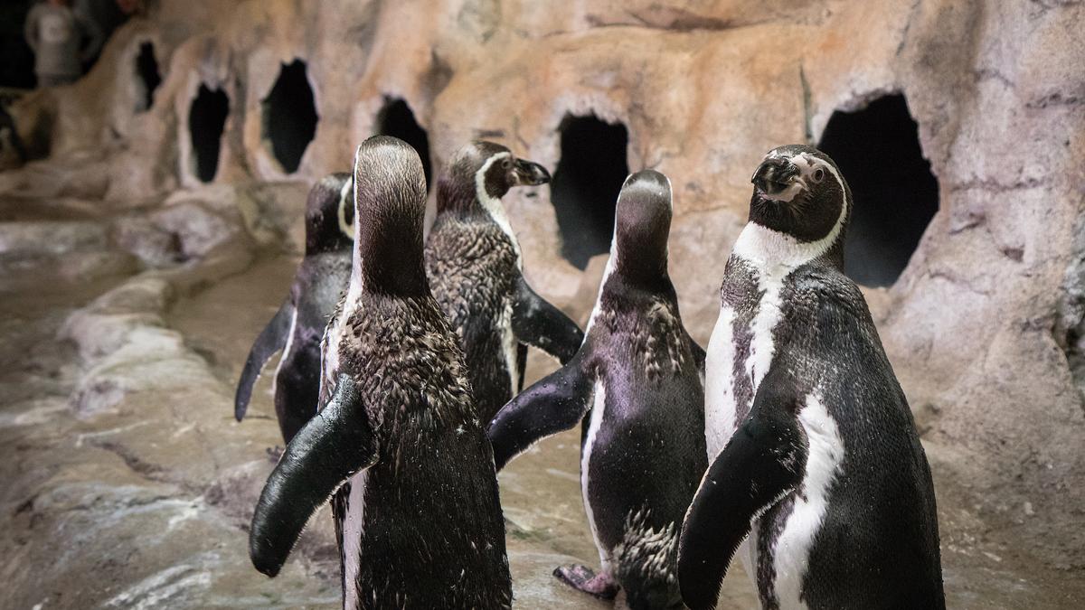 Aquarium of Niagara receives firsttime accreditation Buffalo