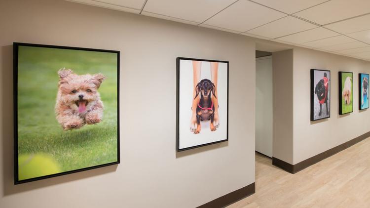 Why Baltimore S Luxury Apartments Have Gone To The Dogs