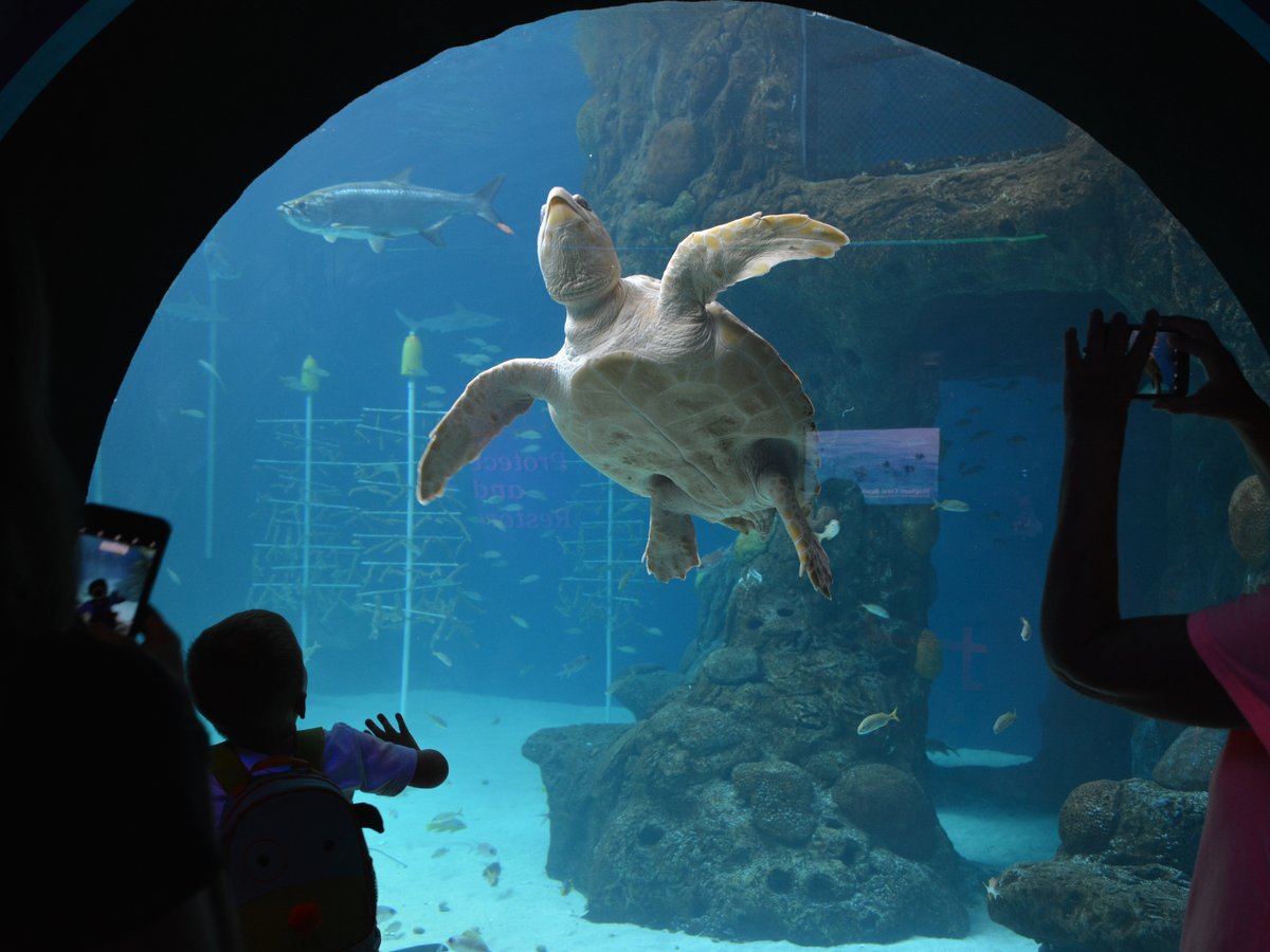 Sea Turtle Conservation Program - The Florida Aquarium