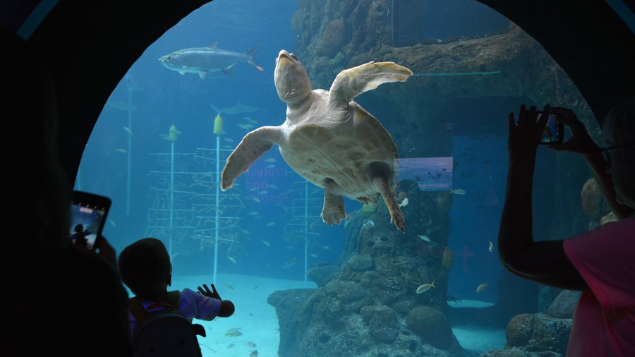 Ray Touch Tank - Zoo Exhibit in Saint Petersburg