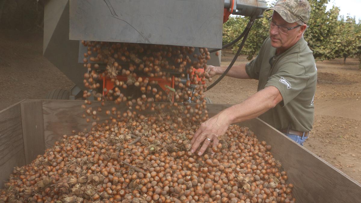 Hands Off Hazelnuts Booming In Oregon Portland Business Journal