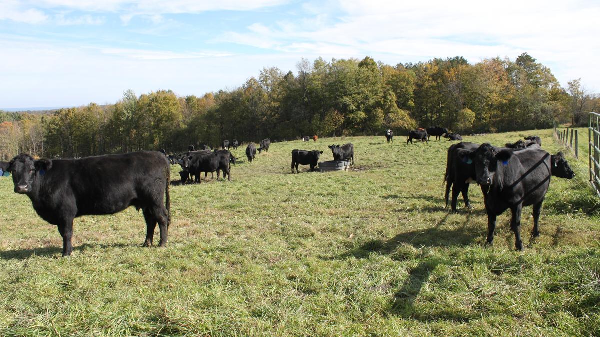 For sale A beef farm plus a home designed by former UB architecture