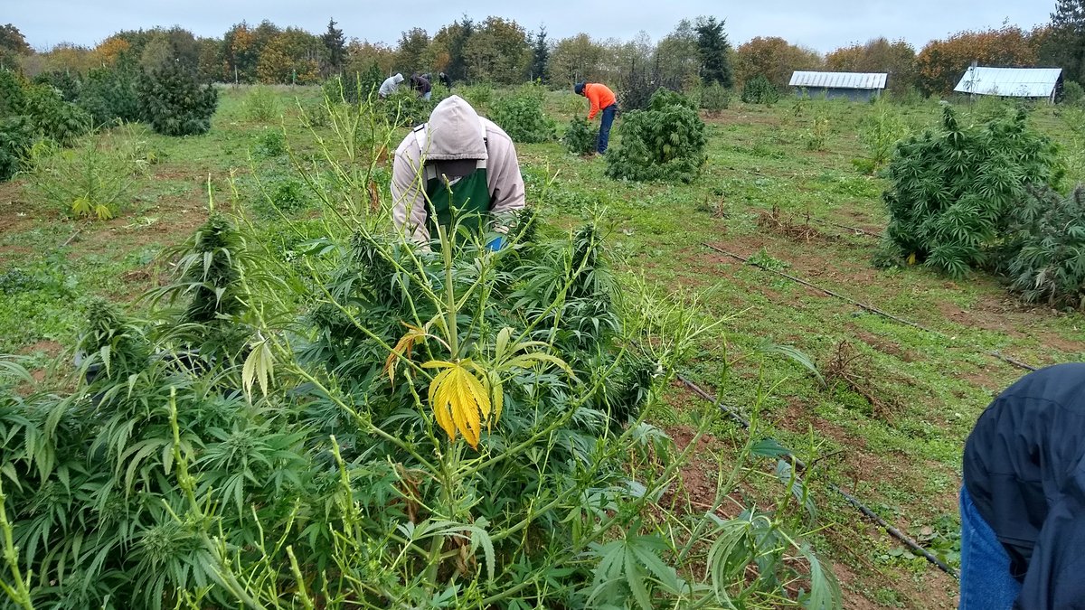 Where hemp ranks among Oregon top commodities Portland Business Journal
