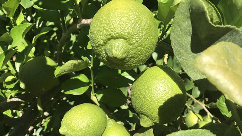 Arizona lemon production squeeze by drought, urbanization - Phoenix Business Journal