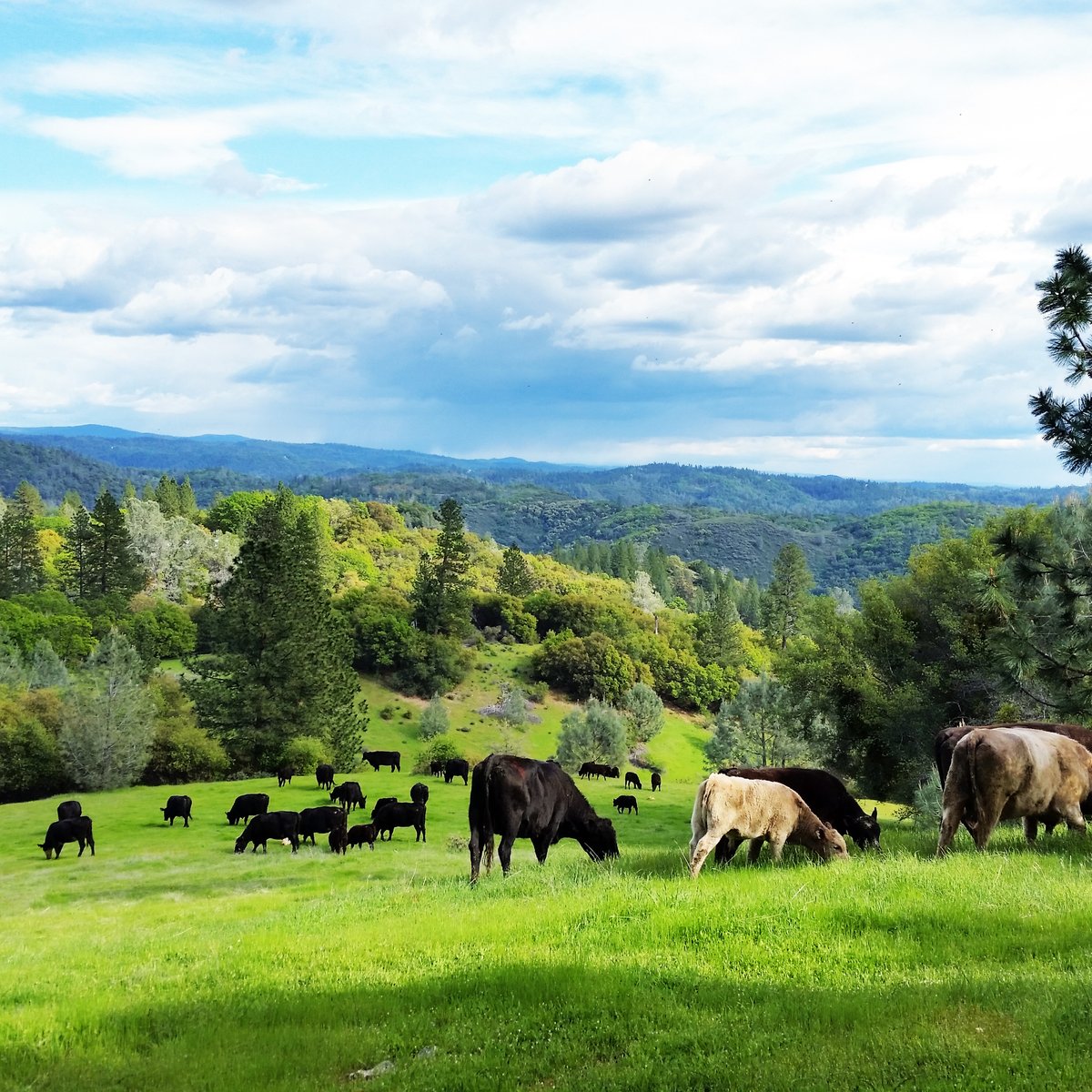 Oest Ranch seeks Super Williamson Act protection, tax benefit - Sacramento  Business Journal