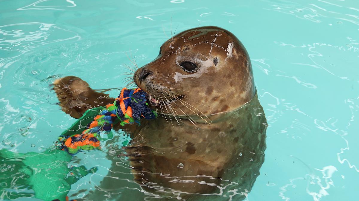 Aquarium of Niagara new home for another harbor seal - Buffalo Business ...