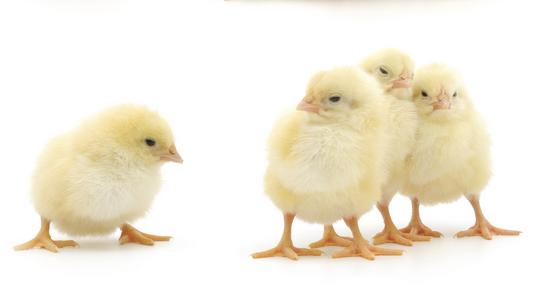 baby chicks