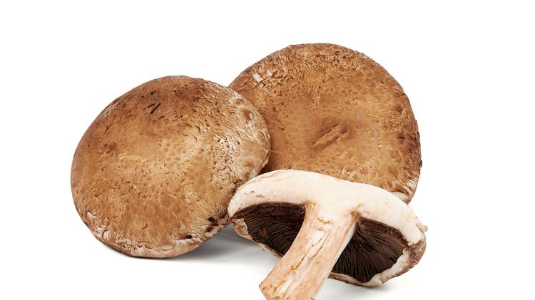 oakshire mushroom farm files