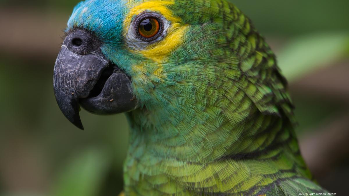 OHSU studies parrot lifespan Portland Business Journal