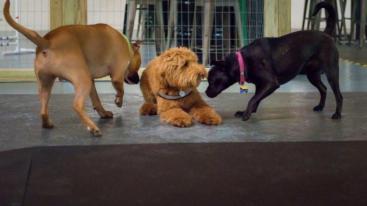(PHOTOS) The Barking Deck in downtown Greensboro is a dog park/pub for