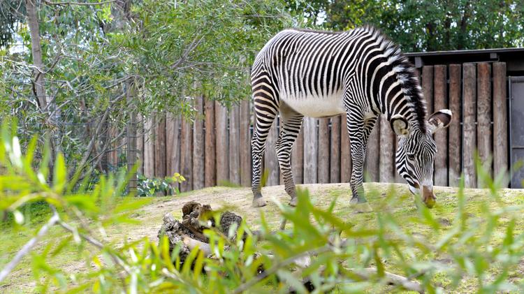 Sacramento Zoo hires SHR Studios for Elk Grove zoo design - Sacramento Business Journal Sacramento Zoo hires SHR Studios for Elk Grove zoo design - Sacramento Business Journal