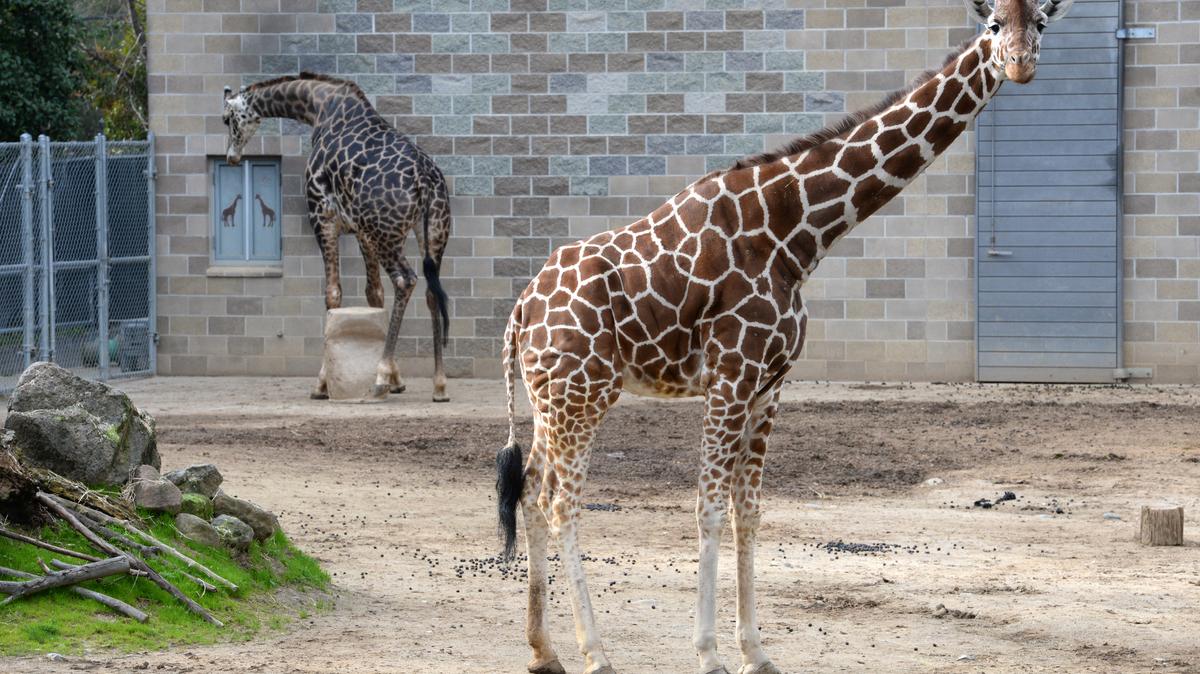 City Council takes next steps toward building zoo in Elk Grove