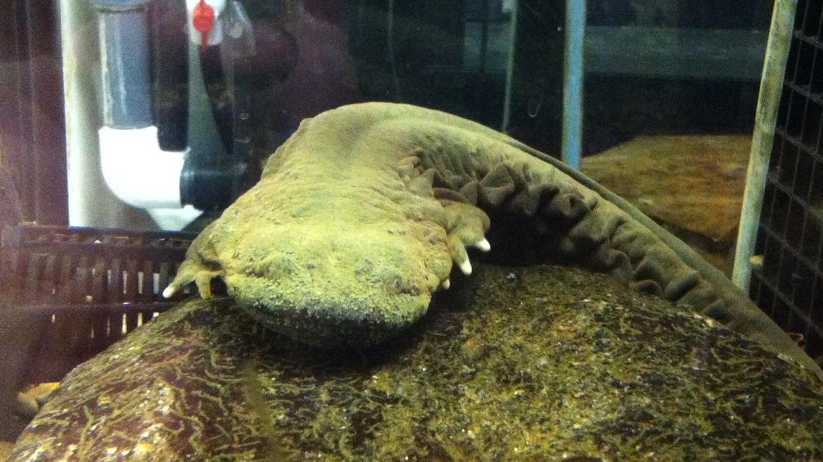 Eastern hellbender is the Pennsylvania state amphibian - Philadelphia