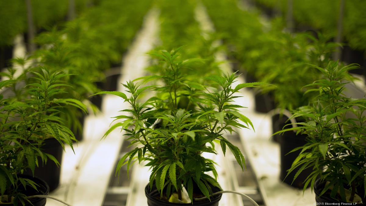 Major Florida cannabis company shutters Tampa Bay facilities