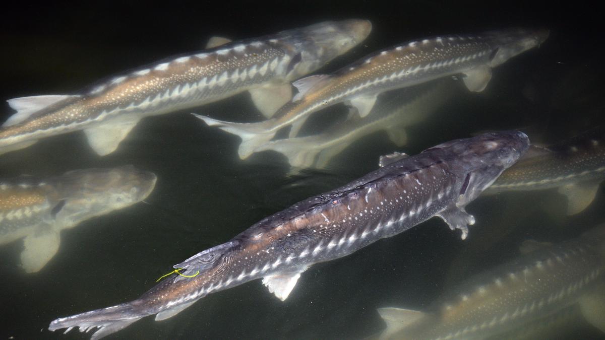 USDA's CFAP excludes region's biggest crops Sacramento Business Journal