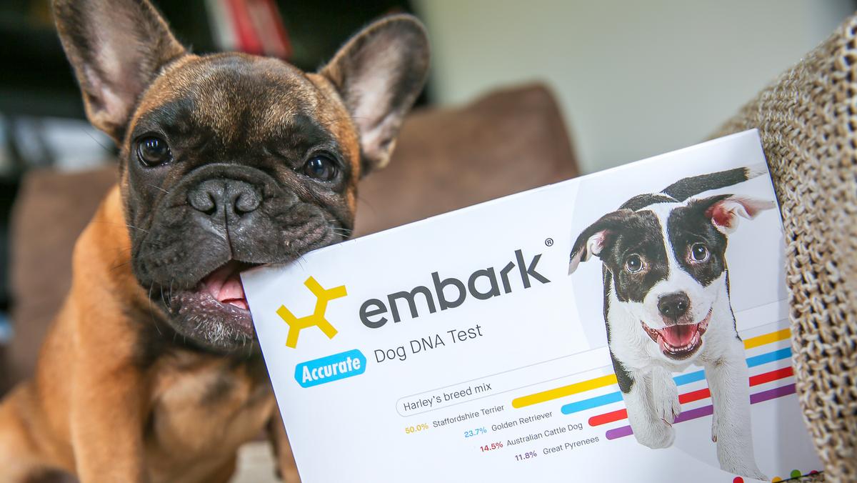 dog-dna-testing-company-embark-chases-new-goal-working-with-biotechs