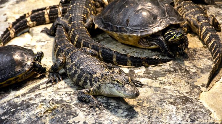 Orlando Science Center moves forward on major revamp in Florida ...