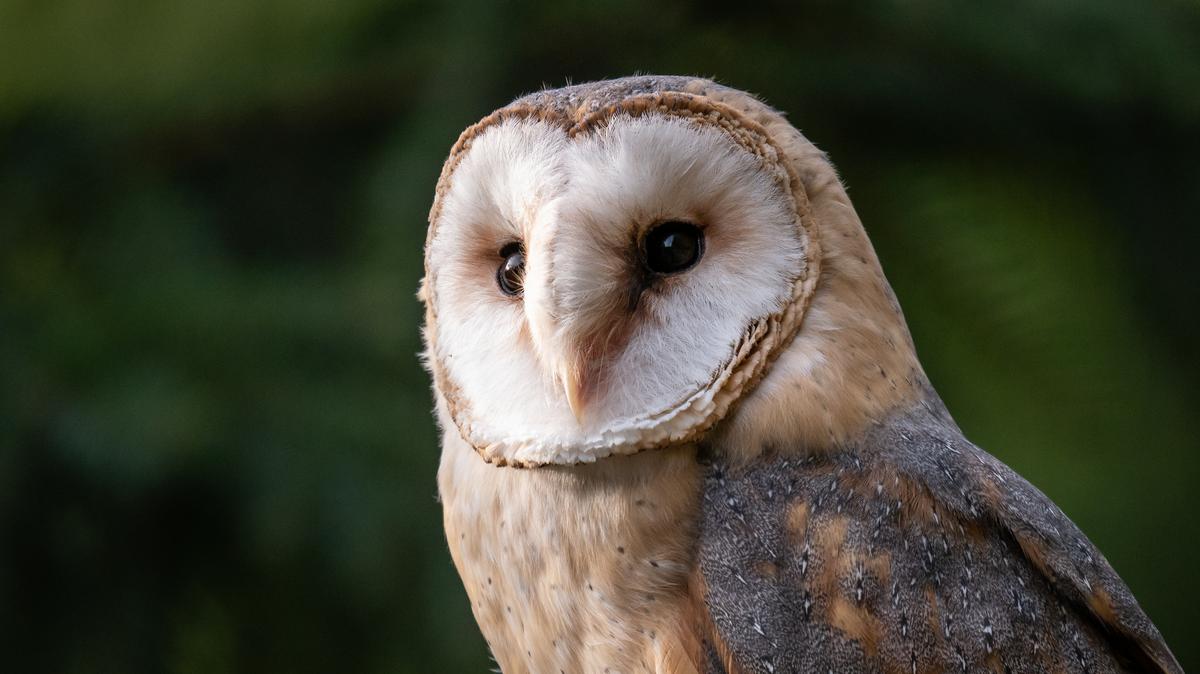 United Airlines adds barn owls to eco-friendly projects - Chicago ...