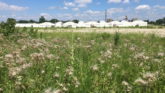 Wright Factory with weeds