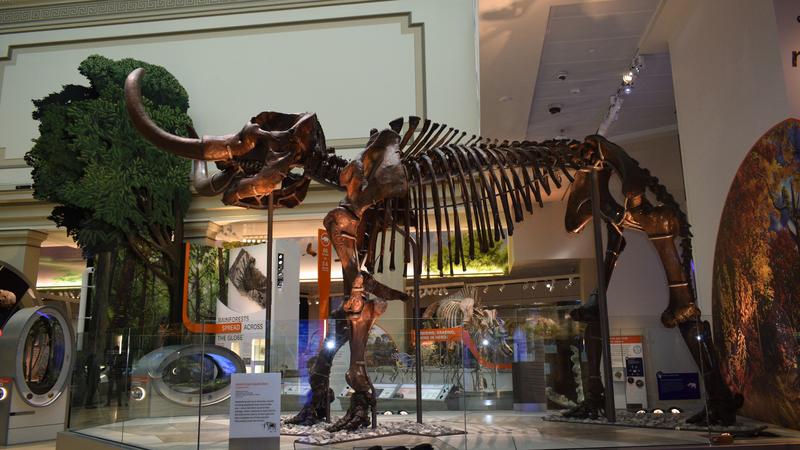 A New View of T. Rex  Smithsonian National Museum of Natural History