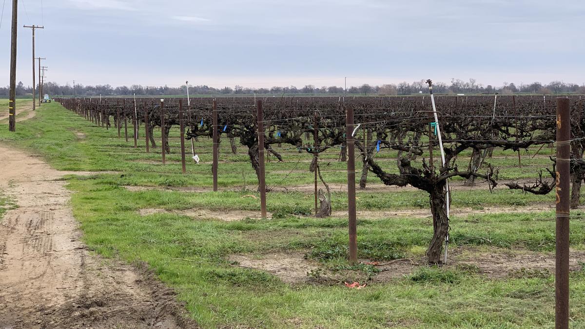 Elk Grove's Bradley Ranch turning into winery, event venue Sacramento