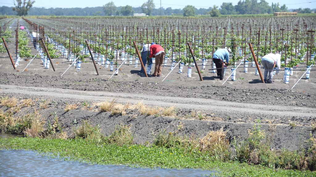 Sacramento Inno - Gotham Greens opens first phase of 10-acre