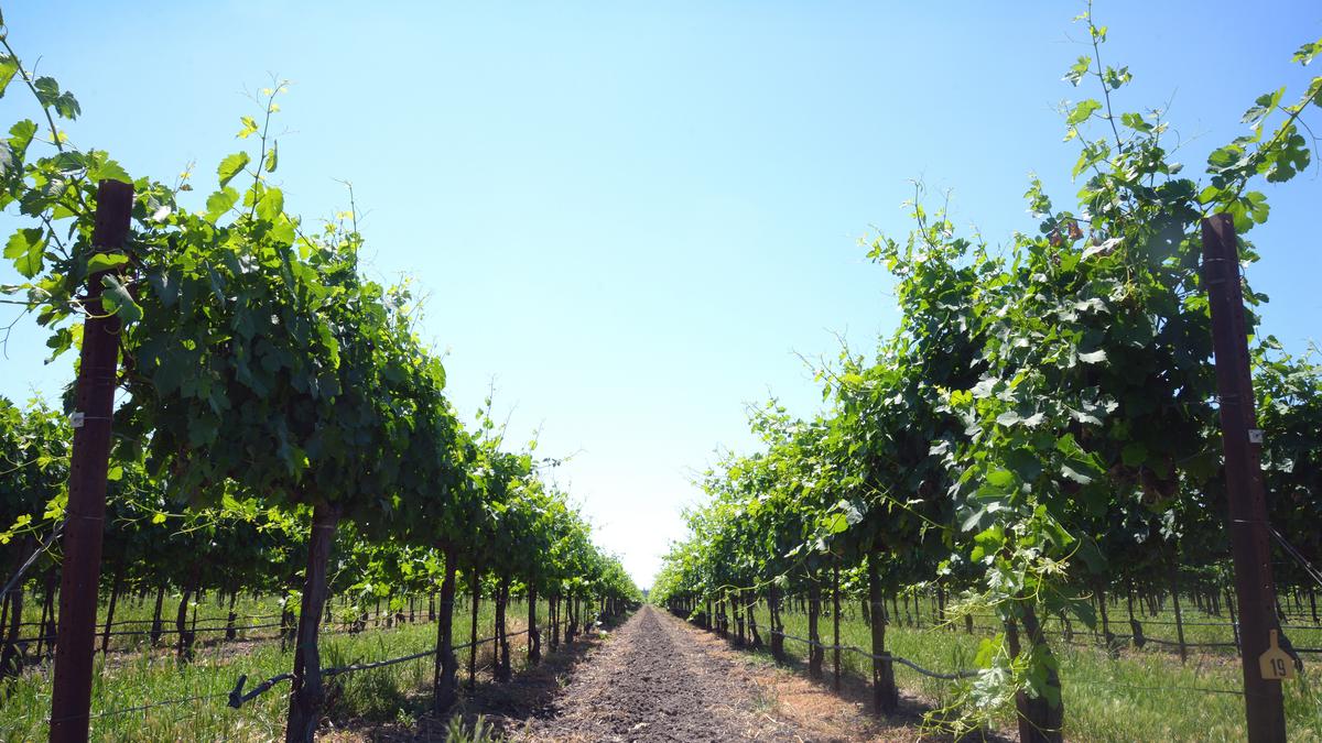 Clarksburg vineyard land sold, to be planted in almonds Sacramento