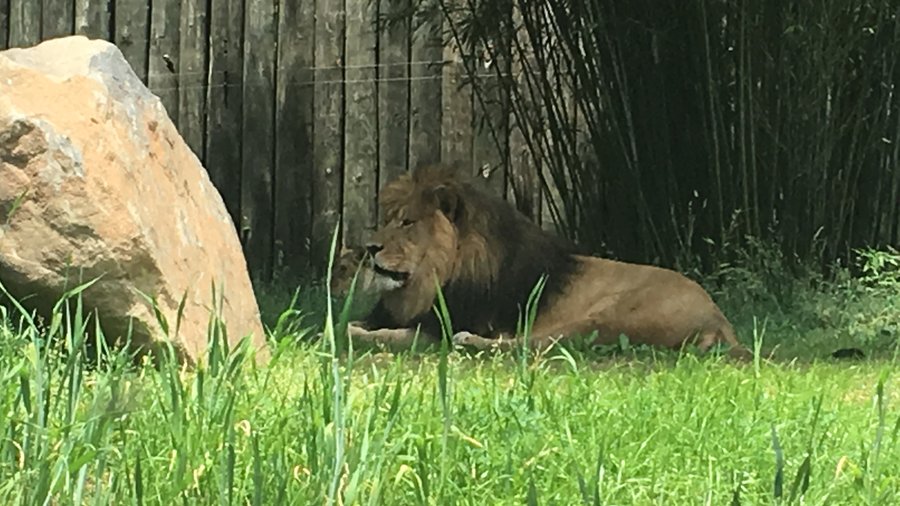 African Lion  The Maryland Zoo