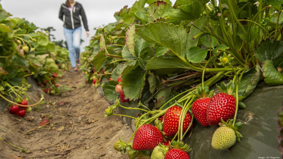 Uc Davis Strawberry Plants Save Labor Increase Yields Sacramento Business Journal